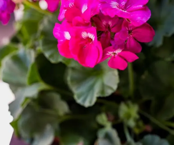 公寓 Ibericabeds Albaicin 格拉纳达